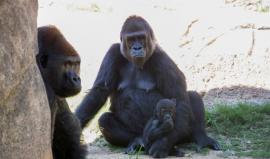 غوريلا تهاجم عاملة جاءت لإطعامها