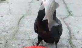 #شاهد ماذا يفعل طير الغاق بأربع سمكات ! 

تمثل هذه الطريقة الأقدم التي يستخدمها الصينيون واليابانيون لصيد الأسماك !