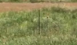 تغيطة مباشرة للأحداث شرق غزة مع مراسل شهاب