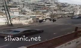 قوات الاحتلال تقتحم خيمة الاعتصام في بلدة سلوان جنوب المسجد الاقصى وسط اطلاق القنابل الصوتية