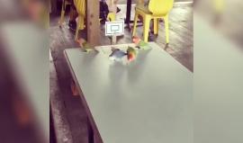 #ترفيه

رياضة "كرة السلة" عند الطيور