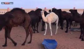 منع دخول الإبل للأماكن المقدسة بالسعودية .. لماذا؟