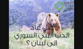 ظهرو دببة في لبنان لأول مرة منذ 60 عاما ..