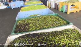 مع بدء موسم قطف الزيتون في #غزة.. #شاهد مراحل قصف ثمار الزيتون حتى استخراج الزيت منه
تقرير: باسل أبو طواحينة