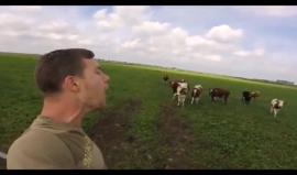 #شاهد| رجل يستدعي أبقاره بطريقة غريبة