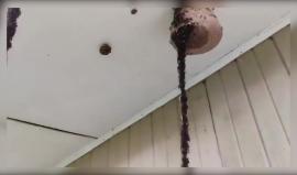 #شاهد النمل يبني جسرا معلقا بأجساده لغزو خلية دبابير