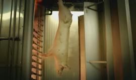 مثيرة للاشمئزاز
#شاهد .. حلوى " جيلاتين " بلجيكية ستصدم عند معرفتك مكونها الأساسي وستفكر مرارا قبل لمسها.