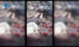 #شاهد|  قوات الأسد تحرق المدنيين و سيارات الإغاثة على طريق الراموسة في #حلب بتوثيق عدسة إعلام النظام !! 
وكالة ثقة