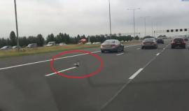 مشهد طريف .. 

#شاهد حمامة تُسابق السيارات على الطريق السريع