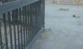 #مباشر .. شاهد جمال قبة الصخرة المشرفة من منطقة "سطوح الخان" بالبلدة القديمة في #القدس المحتلة