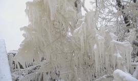 #شاهد .. ماذا فعل الصقيع في الأشجار شمال الصين .