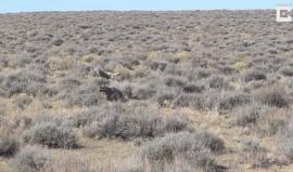 شاهد المصور روب بالمر (63 عاما) من مدينة لونغمونت في مقاطعة بولدر بولاية كـولورادو يلتقط صورا لنسر ينقض على فريسته التي تمكنت من الفرار