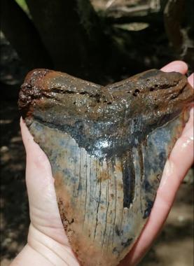 97994168_10102205022584302_1392289781588688896_o