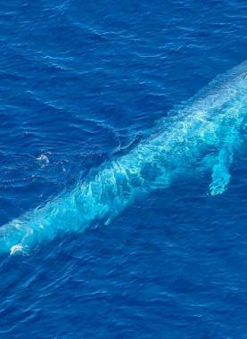 فيديو-حقيقي-صوت-الحوت-الأزرق