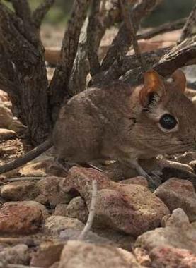 200818130001-somali-sengi-elephant-shrew