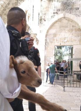 محاولة سابقة للمستوطنين الصهاينة لإدخال "قرابين الفصح" للمسجد الأقصى