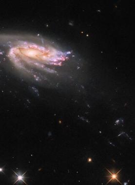 تلسكوب هابل يرصد "قنديل بحر كونيا" يفرخ النجوم