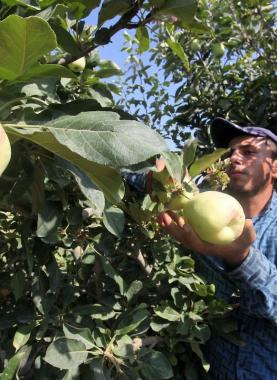 التفاح اللهواني