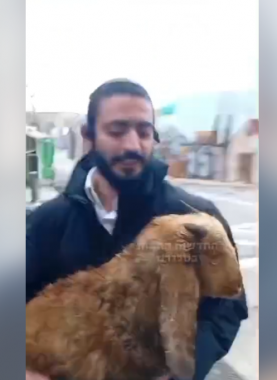 محاولات إدخال قرابين إلى المسجد الأقصى