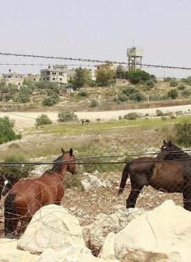 الاحتلال يشرع بهدم اسطبل للخيول في الرام