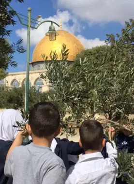 تساقط وفناء أشجار المسجد الأقصى بفعل منع الاحتلال رعايتها
