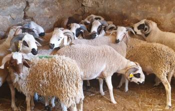 عيد الأضحى 2022