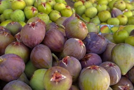 بدء موسم حصاد التين في منطقة "الشيخ عجلين" بمدينة غزة