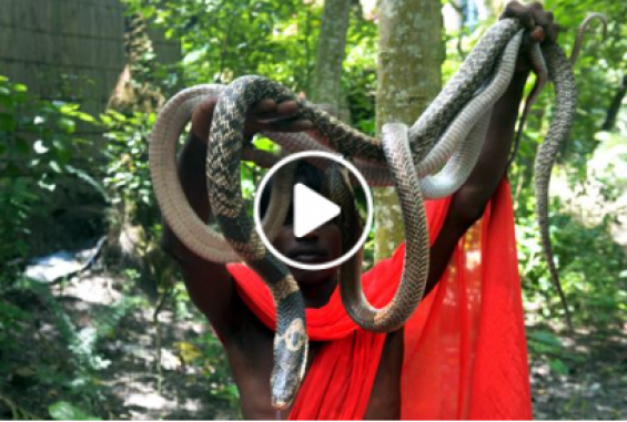 في يوم الثعابين بالهند.. شاهد ماذا يفعل الهنود؟