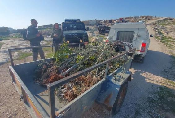 جانب من إتلاف ومصادرة الأشجار