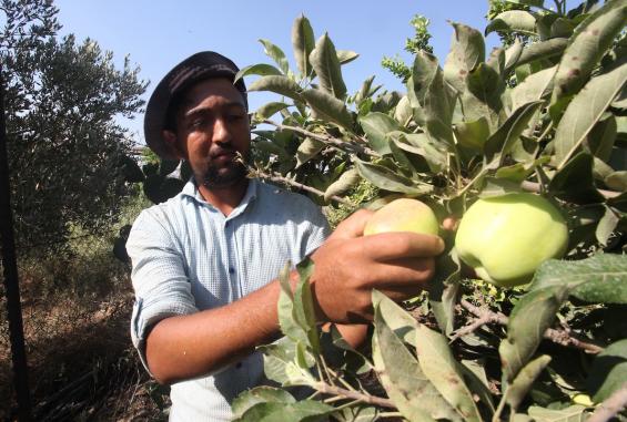 "التفاح اللهواني".. حصاد وفير ينعش المزارعين شمال قطاع غزة