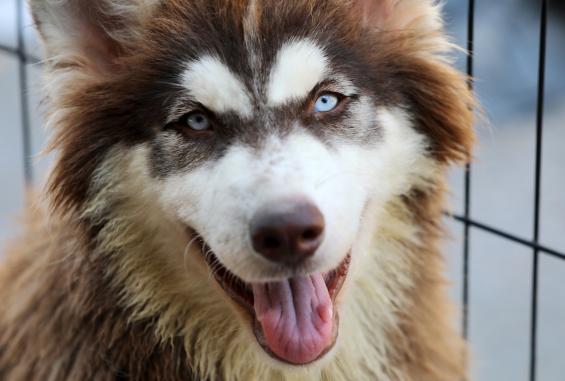 سلالات نادرة من الكلاب والقطط تدخل قطاع غزة