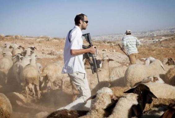 المستوطنون يواصلون عدوانهم