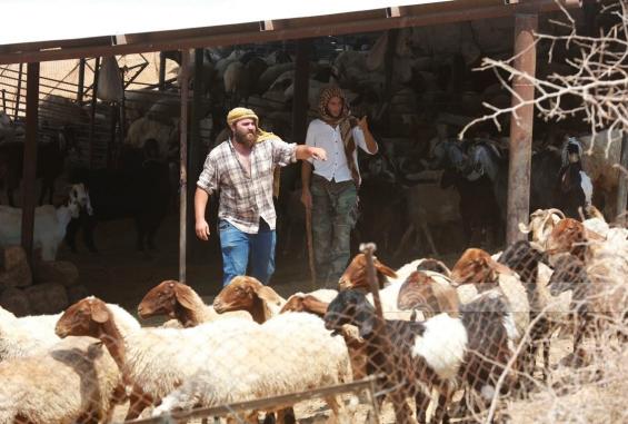 مستوطنون يهاجمون منزلاً في مسافر بني نعيم ويسرقون 30 رأساً من الأغنام