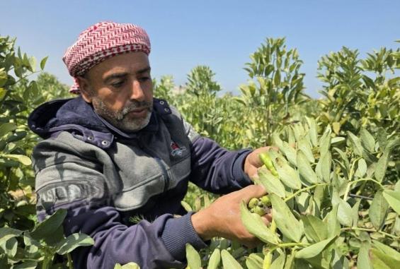 المزارع عصام محارب