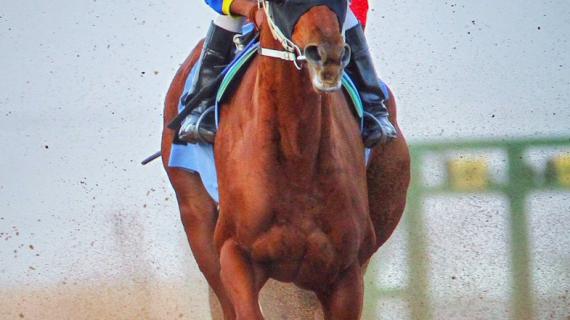 حفل سباق للخيول في الرياض