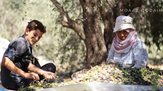 بدء موسم قطف الزيتون وعصره في غزة