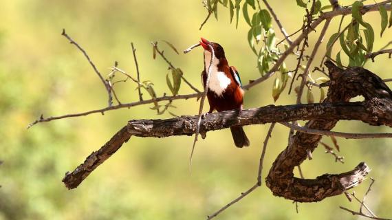 الحياة البرية والطيور في مدينة نابلس بالضفة الغربية