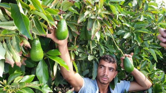 مزارعون يحققون نجاحاً كبيراً في زراعة الأفوكادو في خانيونس جنوب قطاع غزة