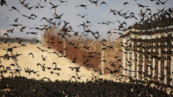 طائرة "الزرزور" على السياج الحدوي بين فلسطين المحتلة والأردن