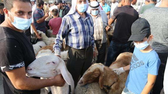مواطنون يبتاعون الأضاحي من "سوق الحلال" في الخليل استعداداً لعيد الأضحى المبارك