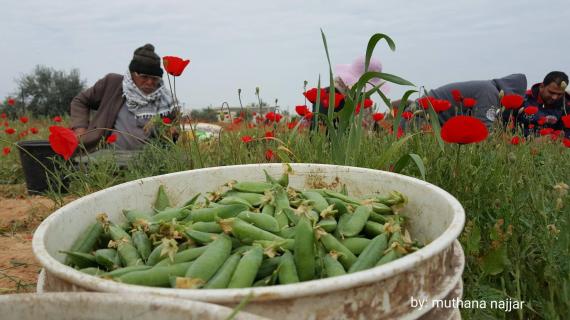 موسم جني البازلاء في قطاع غزة