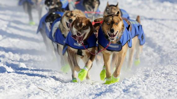 مسابقة تزلج على الجليد للكلاب البرية فى ألاسكا