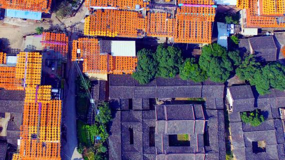 موسم تجفيف الكاكا يزين قرية صينية باللون البرتقالي