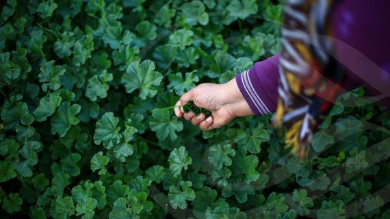 موسم "نبات الخبيزة" الذي يُعد من الأكلات التراثية لدى الشعب الفلسطيني