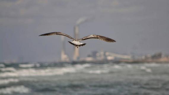 طائر النورس في بحر غزة