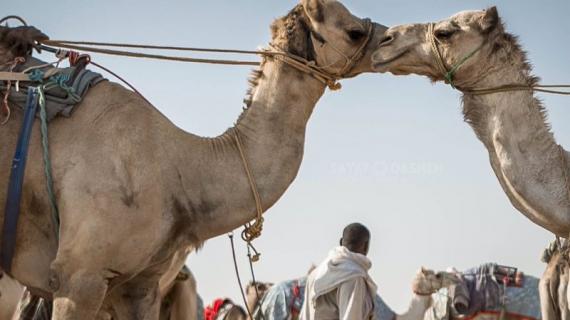 صور من سباق من "هجن شرورة" في منطقة نجران السعودية