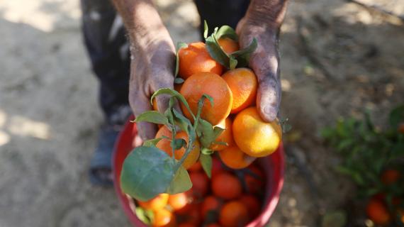 موسم قطف الكلمنتينا من الأراضي الزراعية في غزة