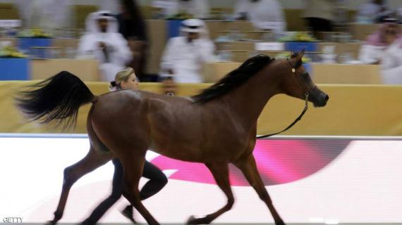 صور من النسخة الـ14 لمعرض دبي الدولي للخيل