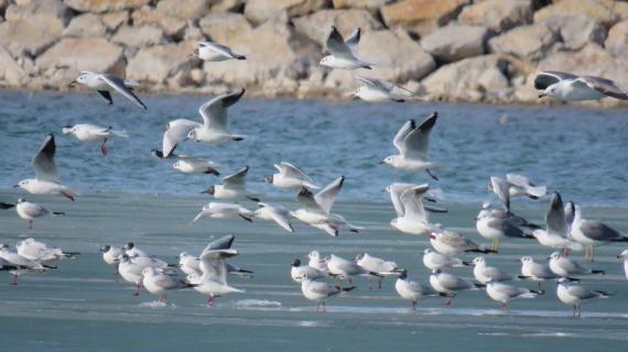 طيور النورس تشكل لوحة طبيعية جميلة