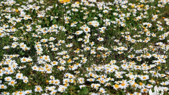 اليوم أول أيام فصل الربيع "فلكيا" في فلسطين